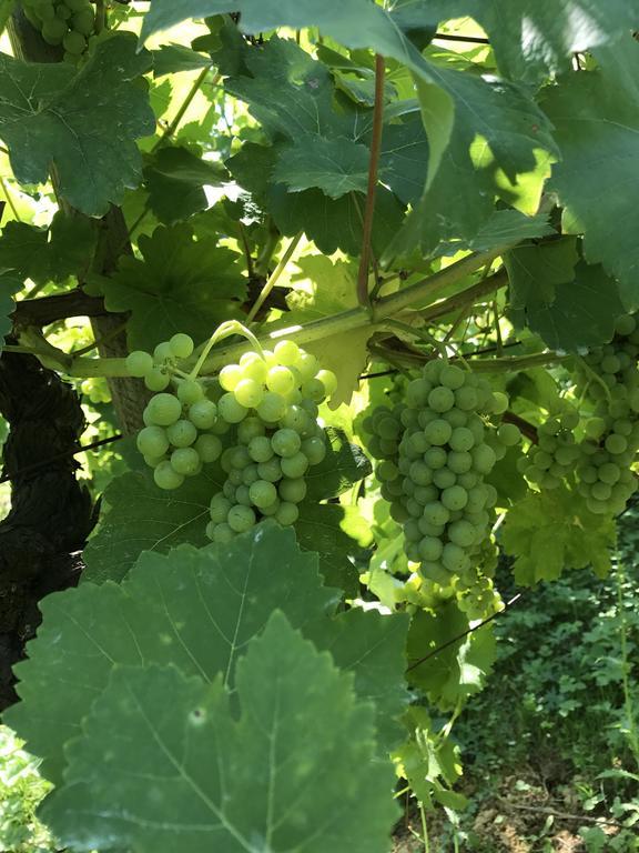 Wine & Nature & Tour Zgornji Leskovec Ngoại thất bức ảnh